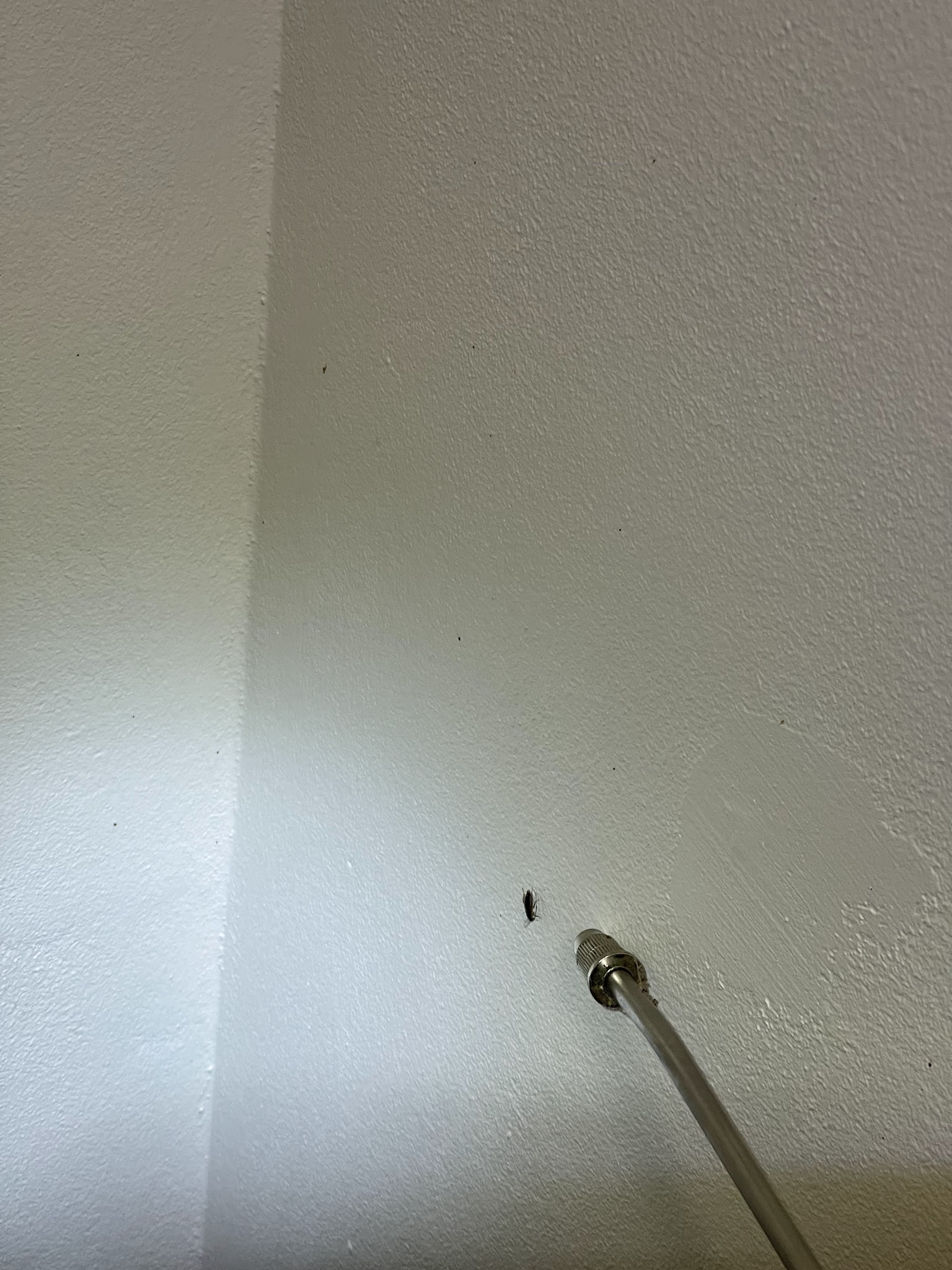 Close-up of a pest control spray wand treating a cobwebbed interior wall corner